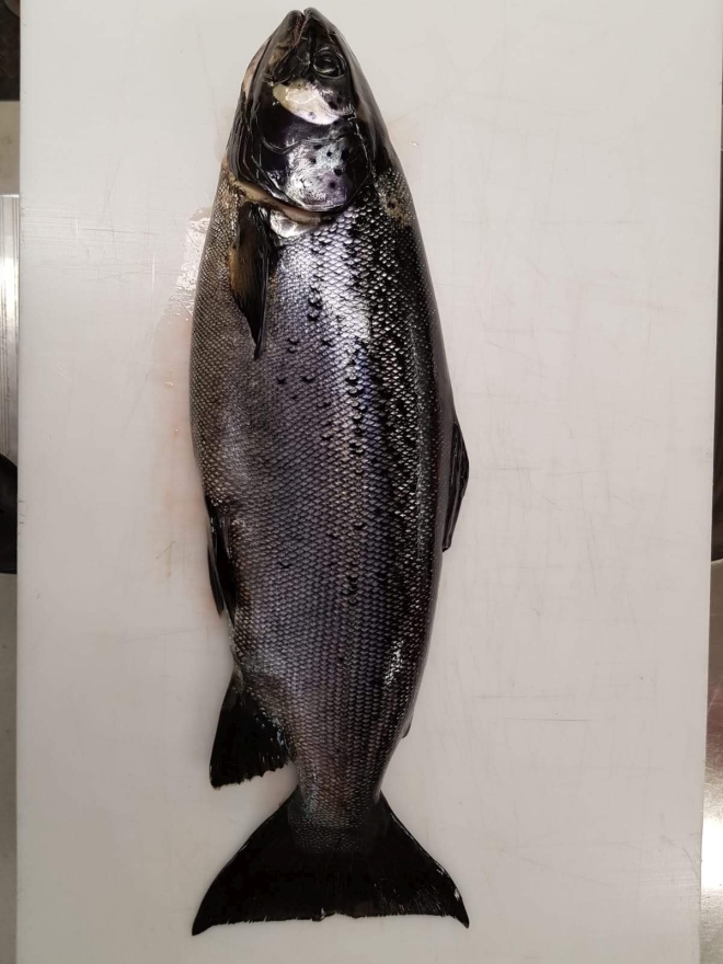 Tintti-Uistimen galleria