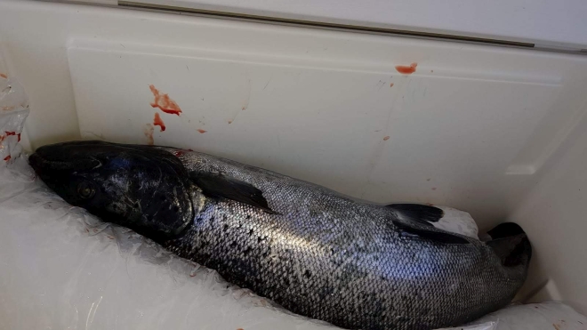 Tintti-Uistimen galleria