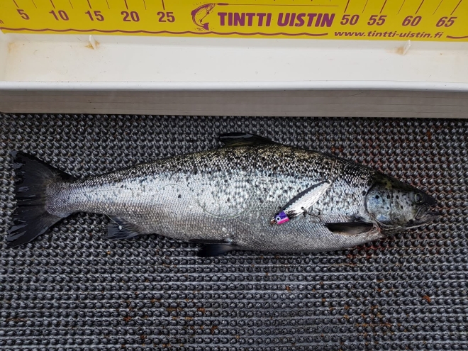 Tintti-Uistimen galleria