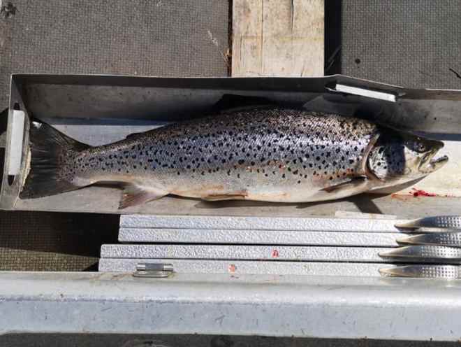 Tintti-Uistimen galleria