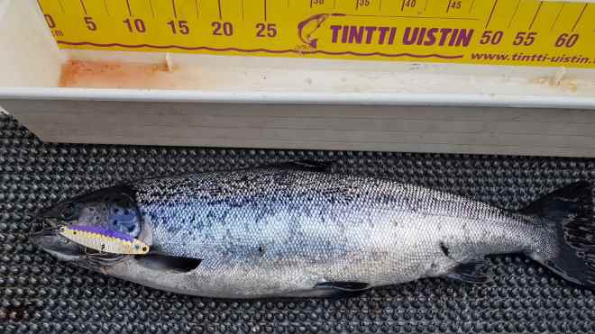 Tintti-Uistimen galleria