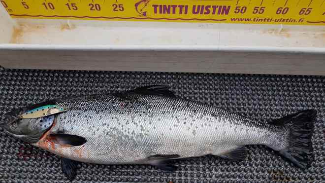 Tintti-Uistimen galleria