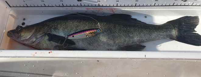 Tintti-Uistimen galleria