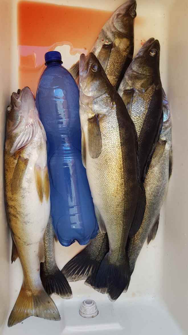 Tintti-Uistimen galleria