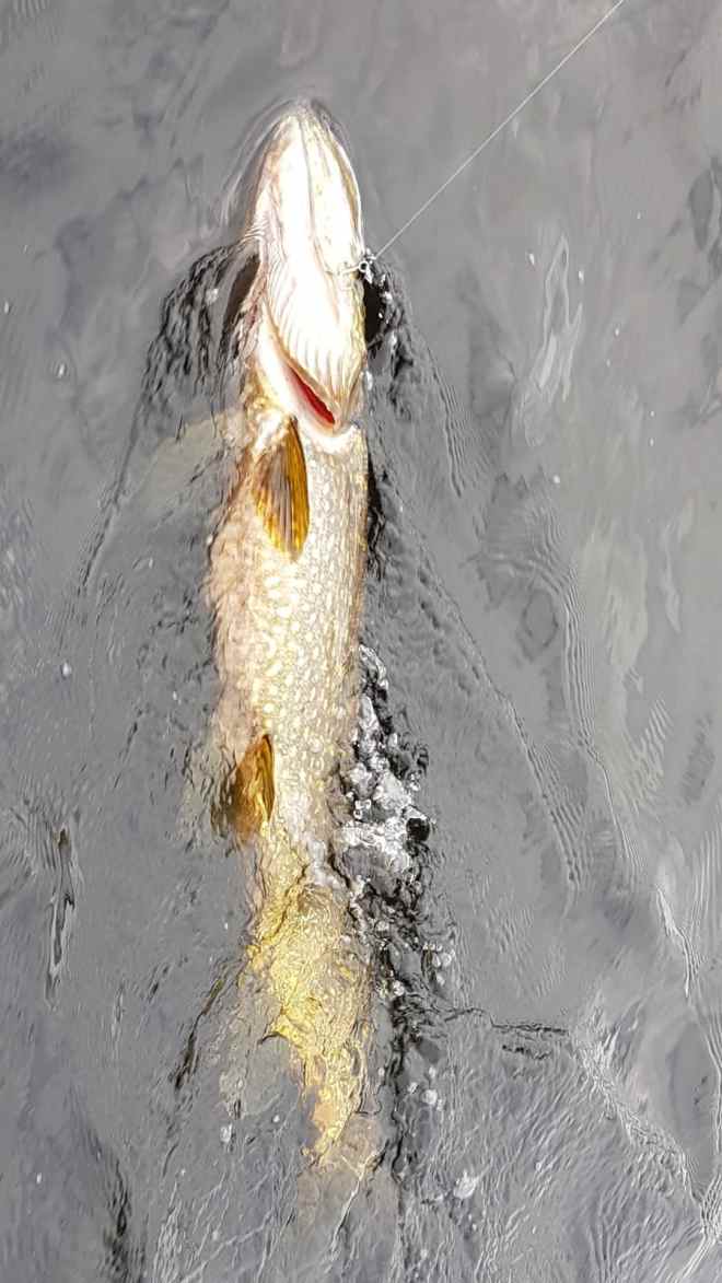 Tintti-Uistimen galleria