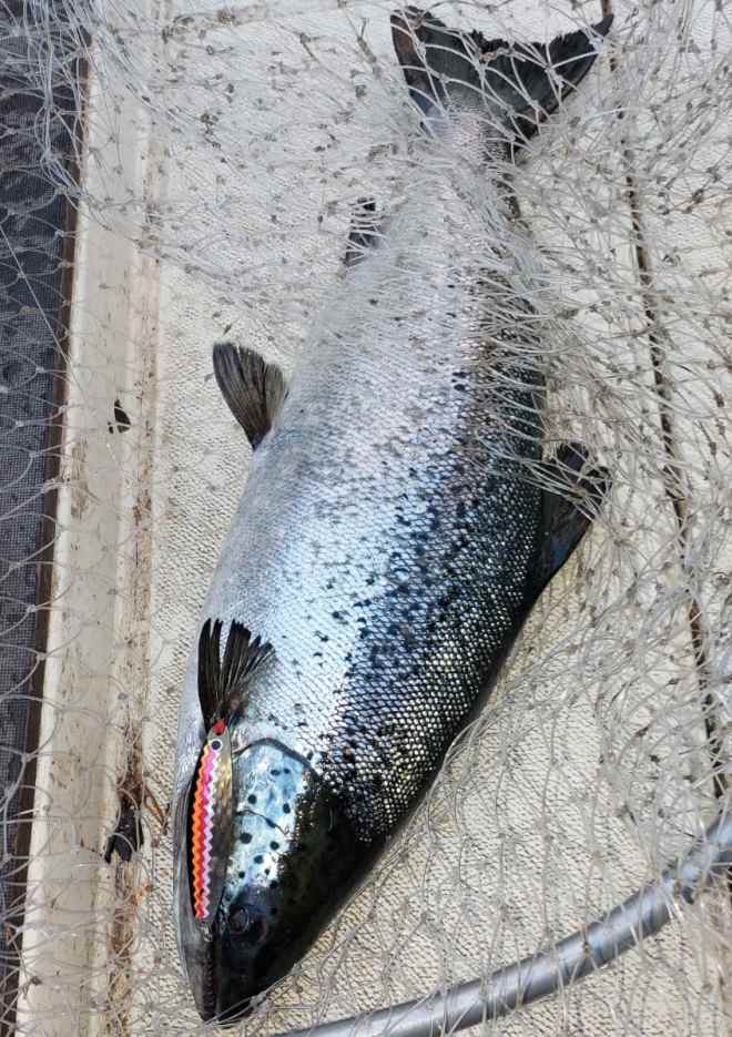 Tintti-Uistimen galleria