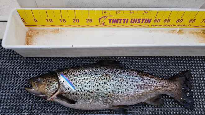 Tintti-Uistimen galleria