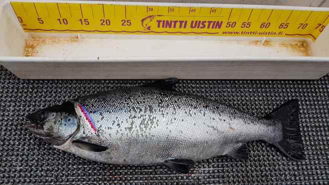 Tintti-Uistimen galleria