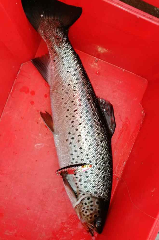 Tintti-Uistimen galleria