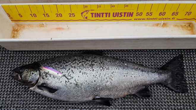 Tintti-Uistimen galleria