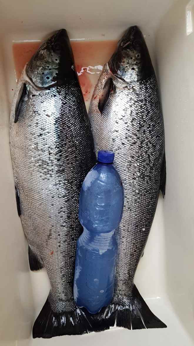 Tintti-Uistimen galleria