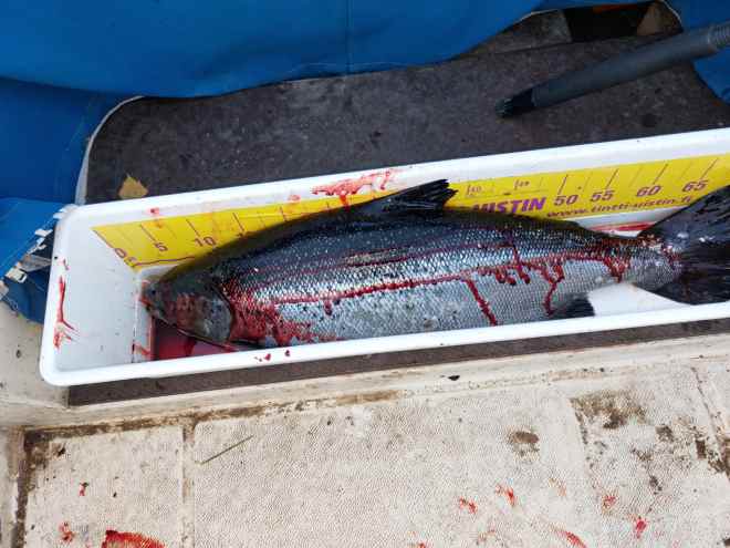 Tintti-Uistimen galleria