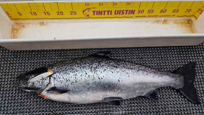 Tintti-Uistimen galleria