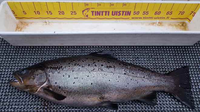 Tintti-Uistimen galleria