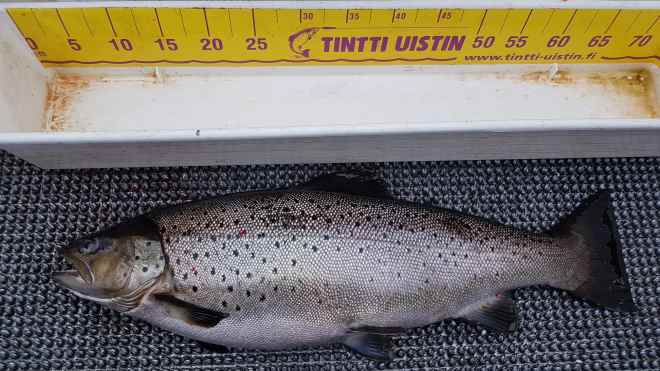 Tintti-Uistimen galleria