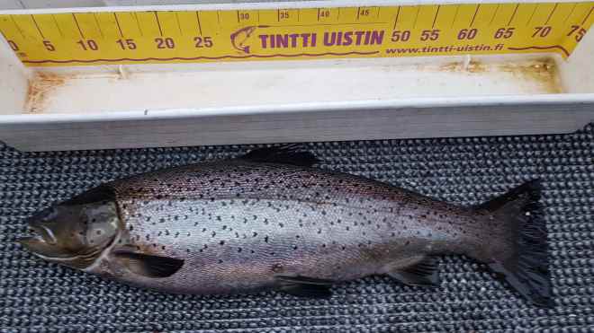 Tintti-Uistimen galleria