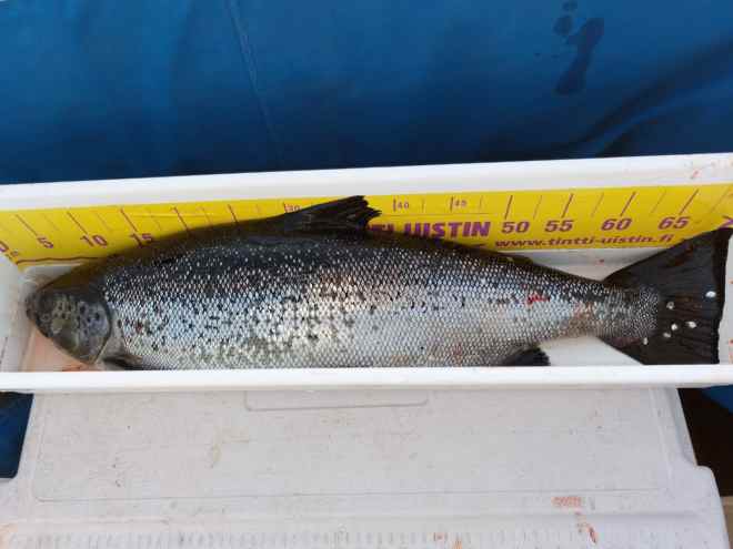 Tintti-Uistimen galleria