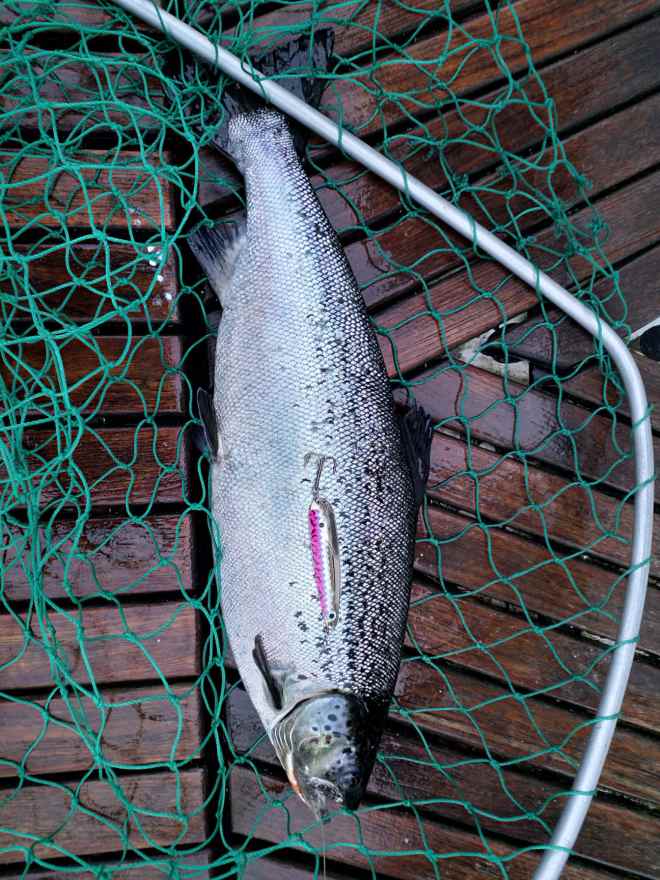 Tintti-Uistimen galleria