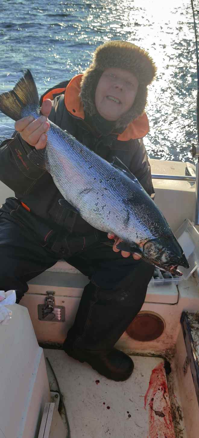 Tintti-Uistimen galleria